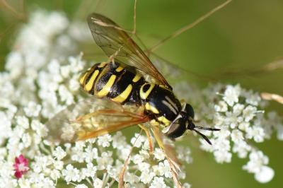 <i>Chrysotoxum elegans</i>
