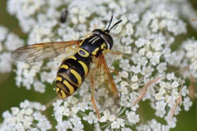 <i>Chrysotoxum elegans</i>