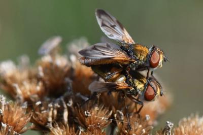 <i>Ectophasia crassipennis</i>