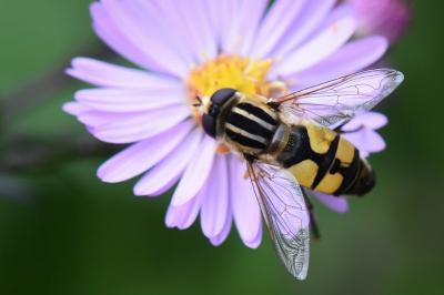 <i>Helophilus trivittatus</i>