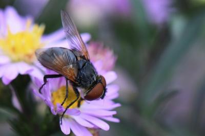 <i>Phasia aurigera</i>