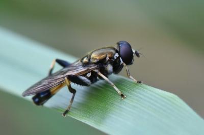 <i>Xylota segnis</i>