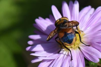 <i>Phasia aurigera</i>