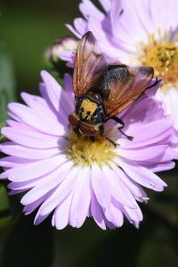 <i>Phasia aurigera</i>
