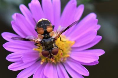 <i>Ectophasia crassipennis</i>