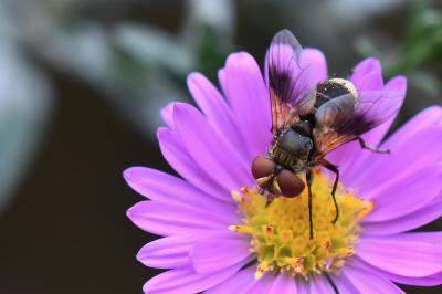 Ectophasia crassipennis