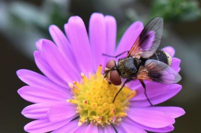 <i>Ectophasia crassipennis</i>