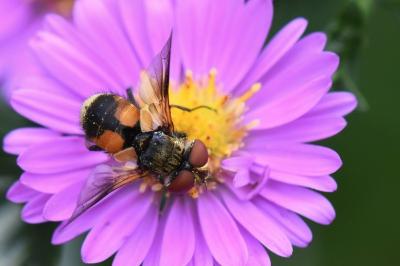 <i>Ectophasia crassipennis</i>