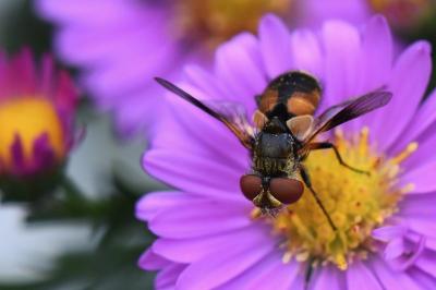 <i>Ectophasia crassipennis</i>