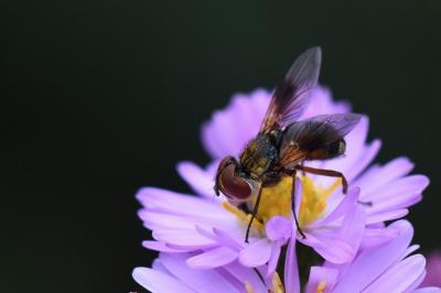 <i>Ectophasia crassipennis</i>