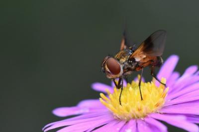 <i>Ectophasia crassipennis</i>