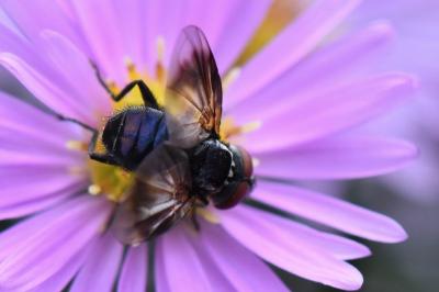 <i>Phasia obesa</i>