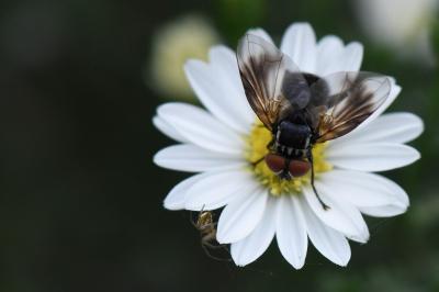 <i>Phasia obesa</i>