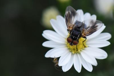 <i>Phasia obesa</i>