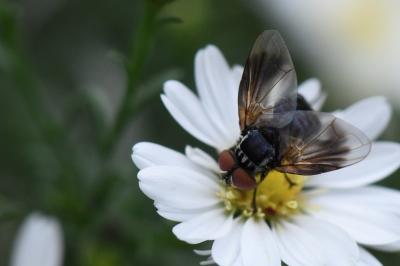 <i>Phasia obesa</i>