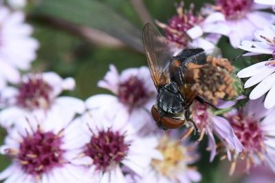 <i>Phasia aurigera</i>
