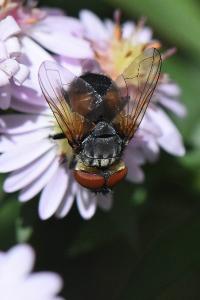 <i>Phasia aurigera</i>