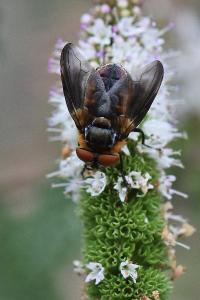 <i>Phasia hemiptera</i>