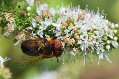 <i>Phasia hemiptera</i>