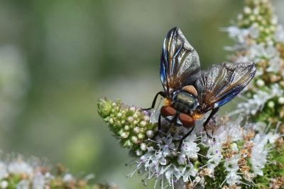 <i>Phasia hemiptera</i>