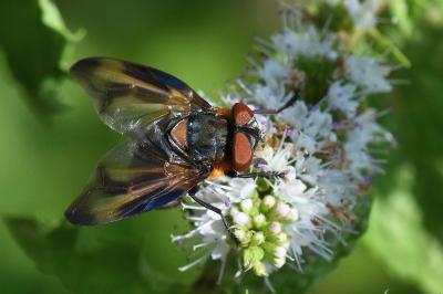 <i>Phasia hemiptera</i>