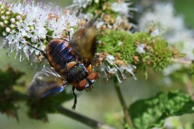 <i>Phasia hemiptera</i>