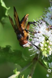 <i>Phasia hemiptera</i>
