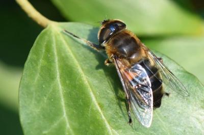 <i>Eristalis similis</i>