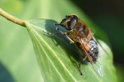 <i>Eristalis similis</i>