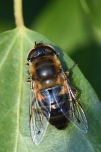 <i>Eristalis similis</i>