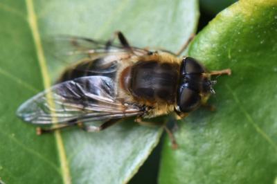 <i>Eristalis pertinax</i>