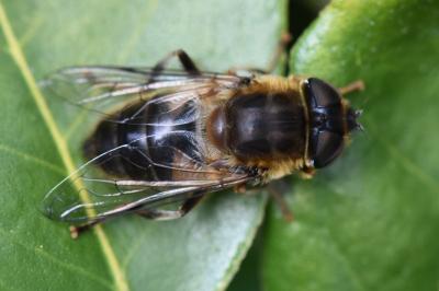 <i>Eristalis pertinax</i>