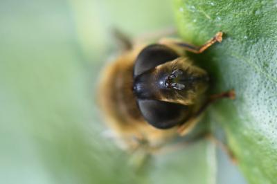 <i>Eristalis pertinax</i>