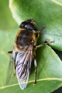 Eristalis pertinax