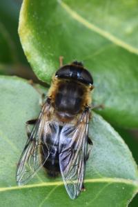<i>Eristalis pertinax</i>
