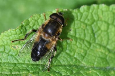 <i>Eristalis pertinax</i>