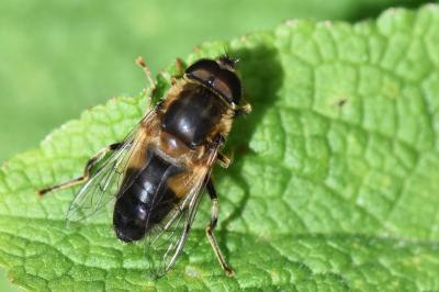 <i>Eristalis pertinax</i>