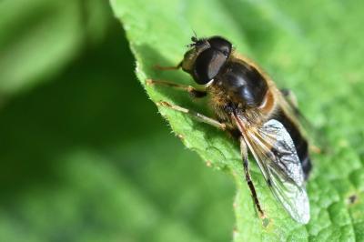 <i>Eristalis pertinax</i>
