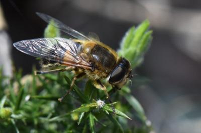 Eristalis similis
