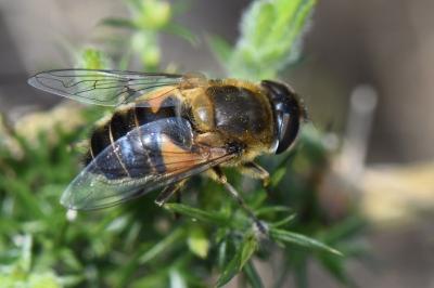 <i>Eristalis similis</i>