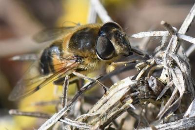 <i>Eristalis similis</i>
