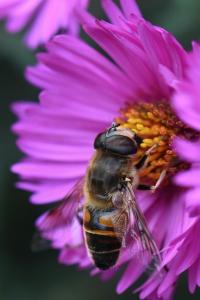 <i>Eristalis tenax</i>