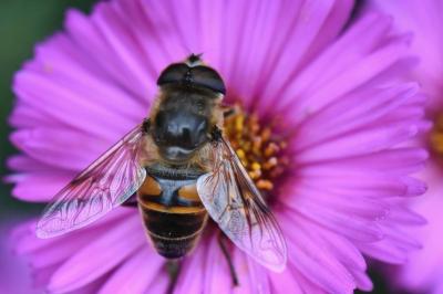 <i>Eristalis tenax</i>