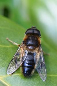 <i>Eristalis pertinax</i>