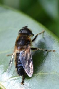 <i>Eristalis pertinax</i>