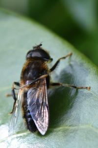 <i>Eristalis pertinax</i>