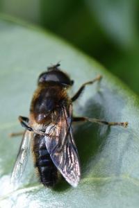 <i>Eristalis pertinax</i>