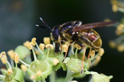<i>Callicera aurata</i>