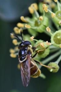 <i>Callicera aurata</i>