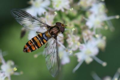 <i>Episyrphus balteatus</i>